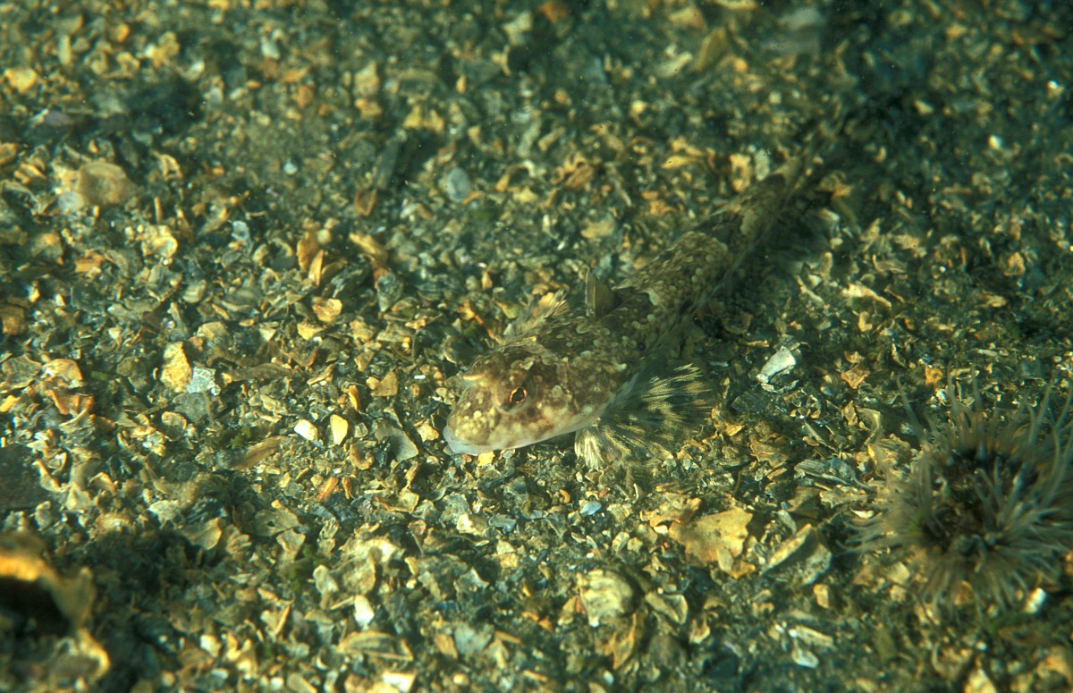 Callionymus maculatus, Spotted